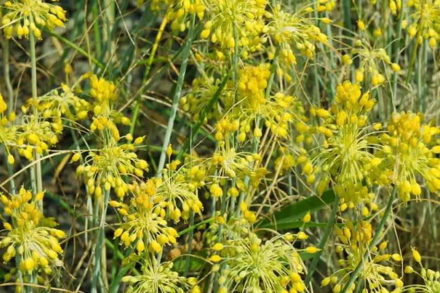 bulbes printemps floraison jaune 