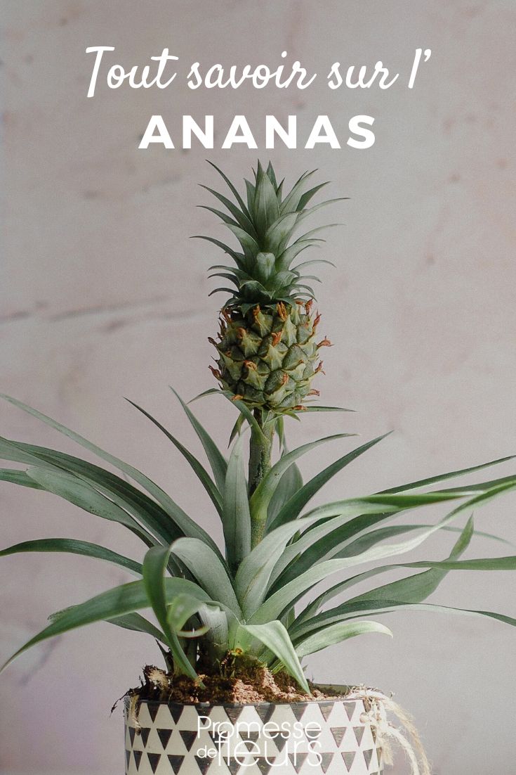 Ananas : plantation, culture et multiplication