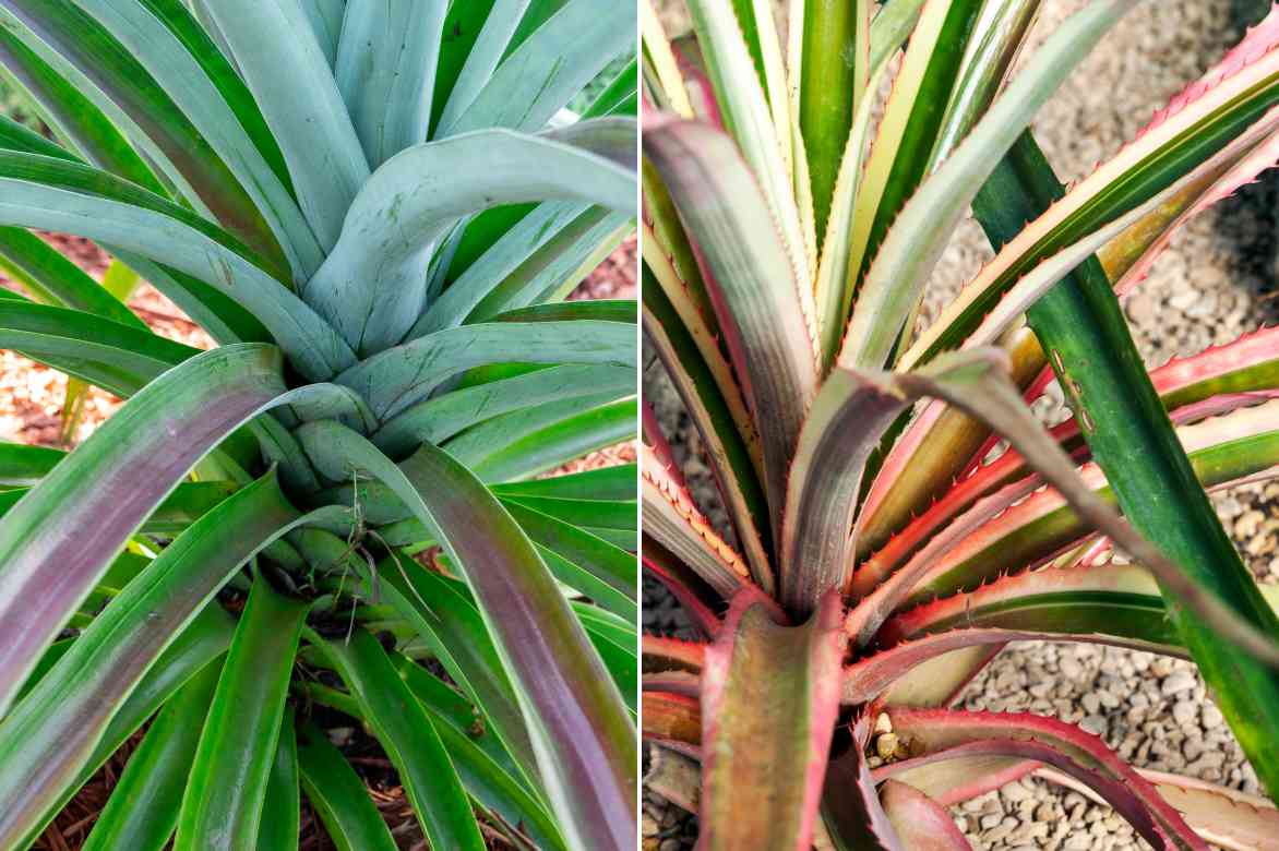 pineapple plant foliage