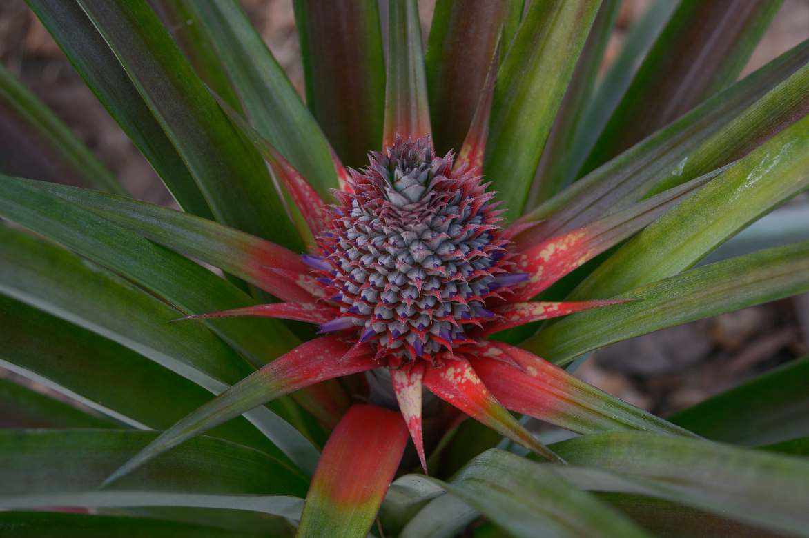 pineapple plant flower