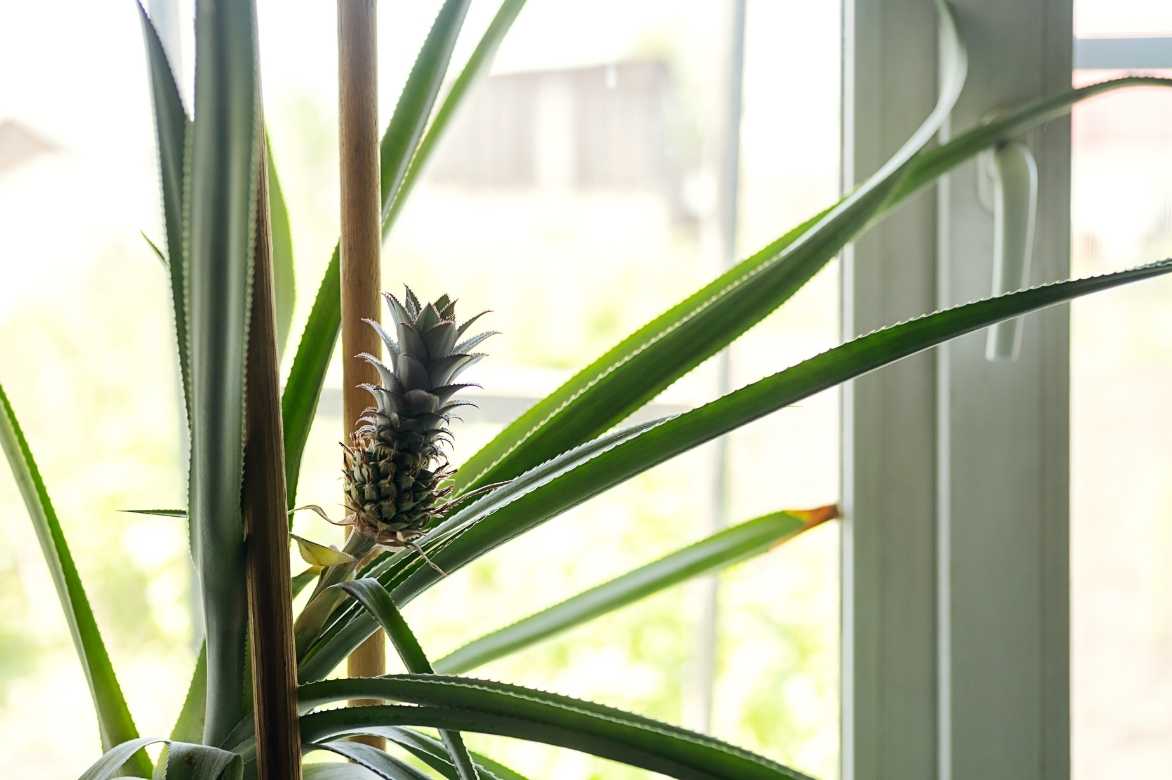 plante ananas culture