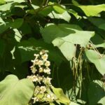 Arbre d’ombrage : adoptez le Catalpa pour un jardin frais et élégant