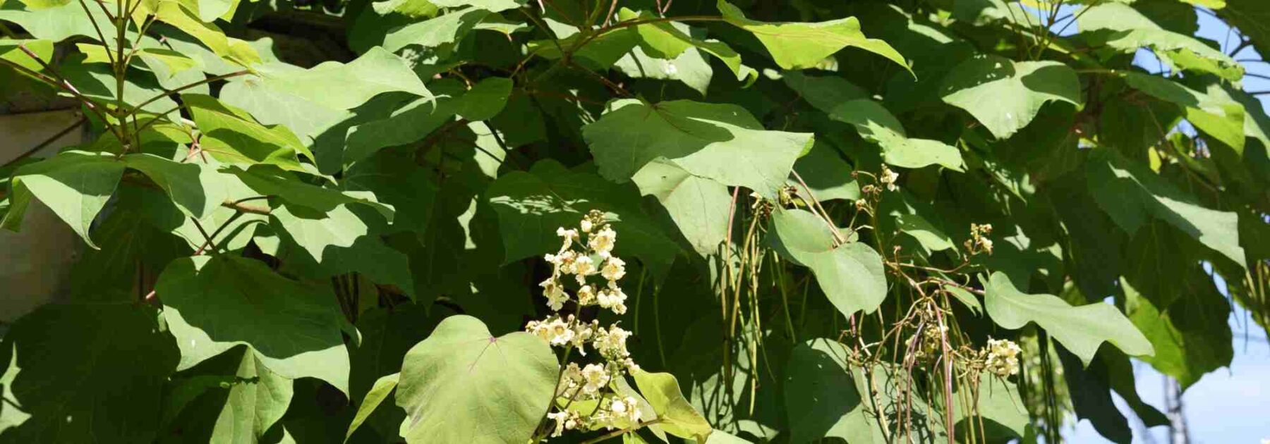 Arbre d’ombrage : adoptez le Catalpa pour un jardin frais et élégant