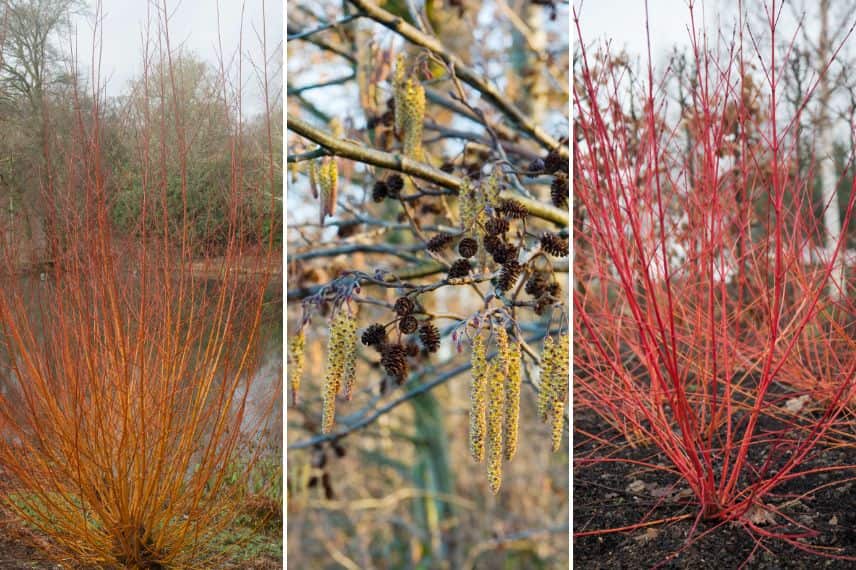 salix, aulne et Cornus sanguinea