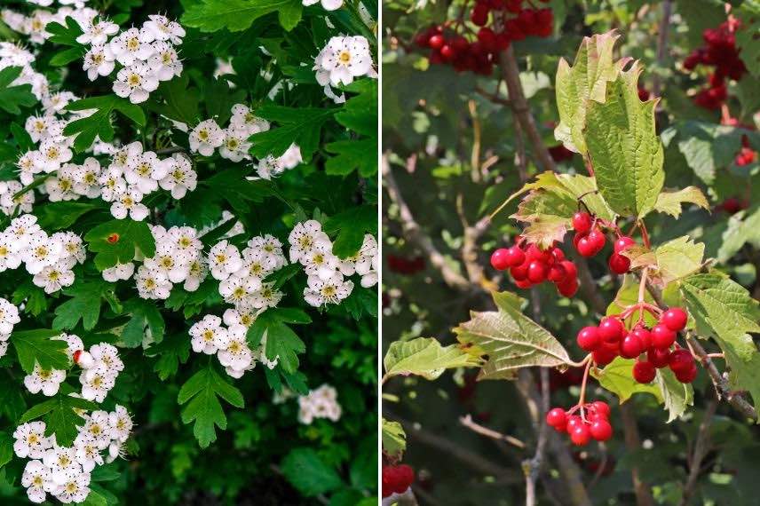 fleurs feuillage et fruits de l'aubepine