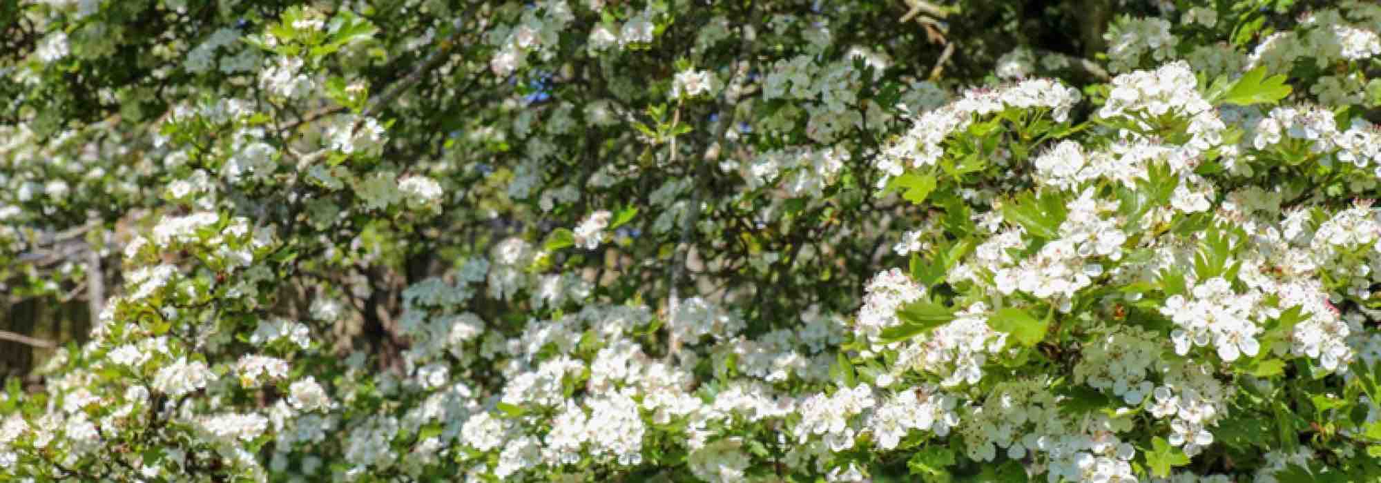 Nos aubépines à fleurs blanches incontournables pour le jardin