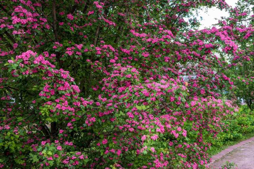 buisson d'aubepine rose