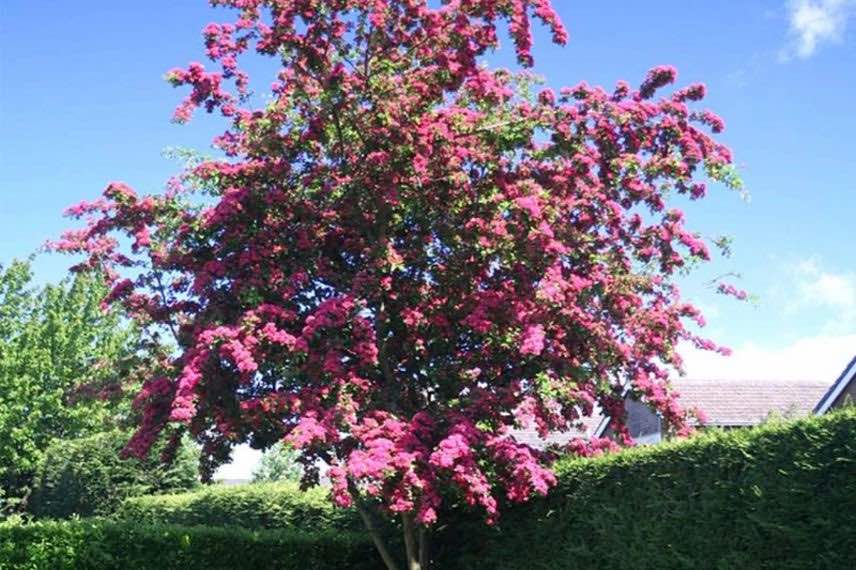 aubepine plantée en isolé