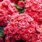 Découvrez les aubépines à fleurs roses et rouges