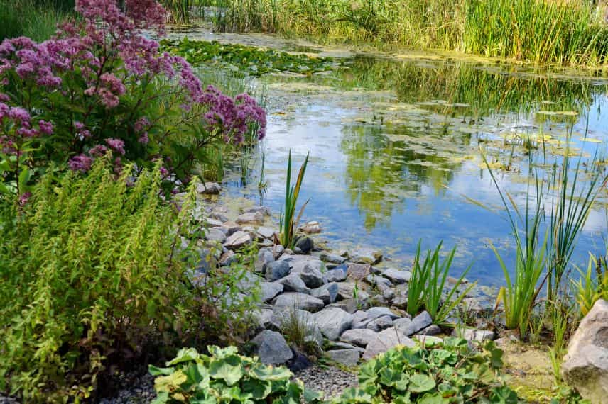 que planter en bord de bassin ?