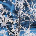 Le froid, un allié naturel au jardin