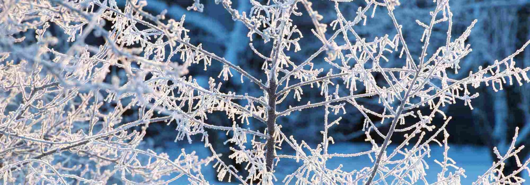 Le froid, un allié naturel au jardin