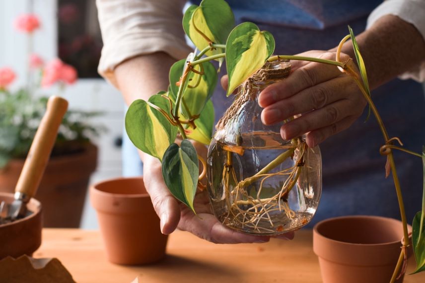 bouture de plantes d'intérieur