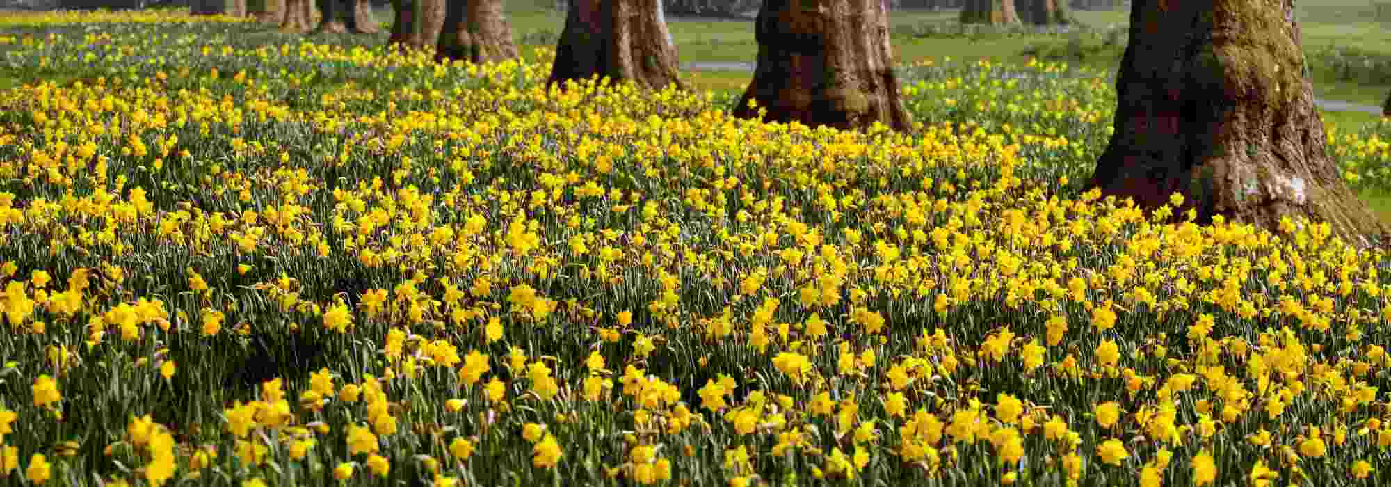 10 incontournables bulbes de printemps à fleurs jaunes