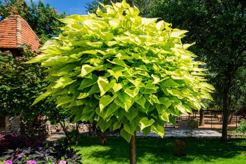 un catalpa au jardin