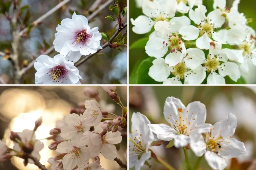 cerisiers à fleurs blanches 