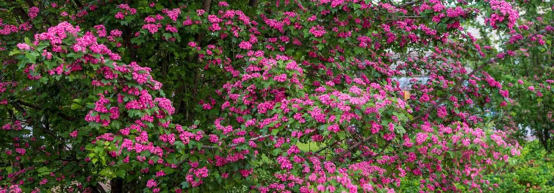 Bien choisir son aubépine pour le jardin