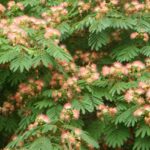 Comment planter un Albizia ou Arbre à soie ?