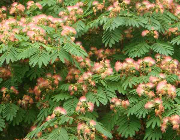 Comment planter un Albizia ou Arbre à soie ?