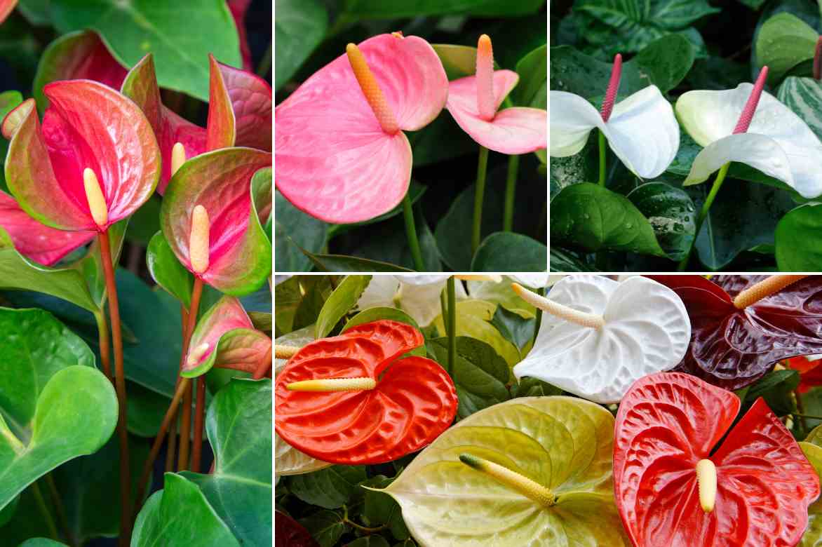 les differents types d anthurium