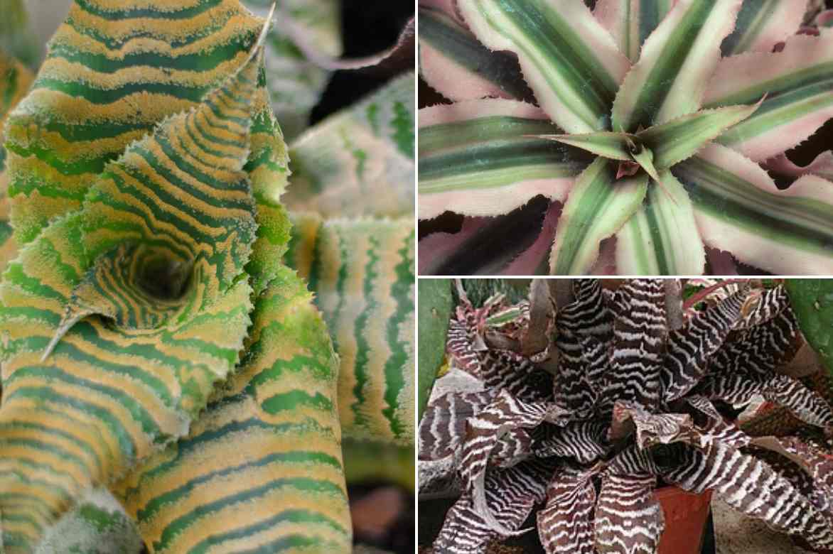 varietes de cryptanthus