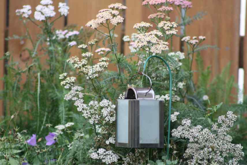 achillee en pot pour balcon