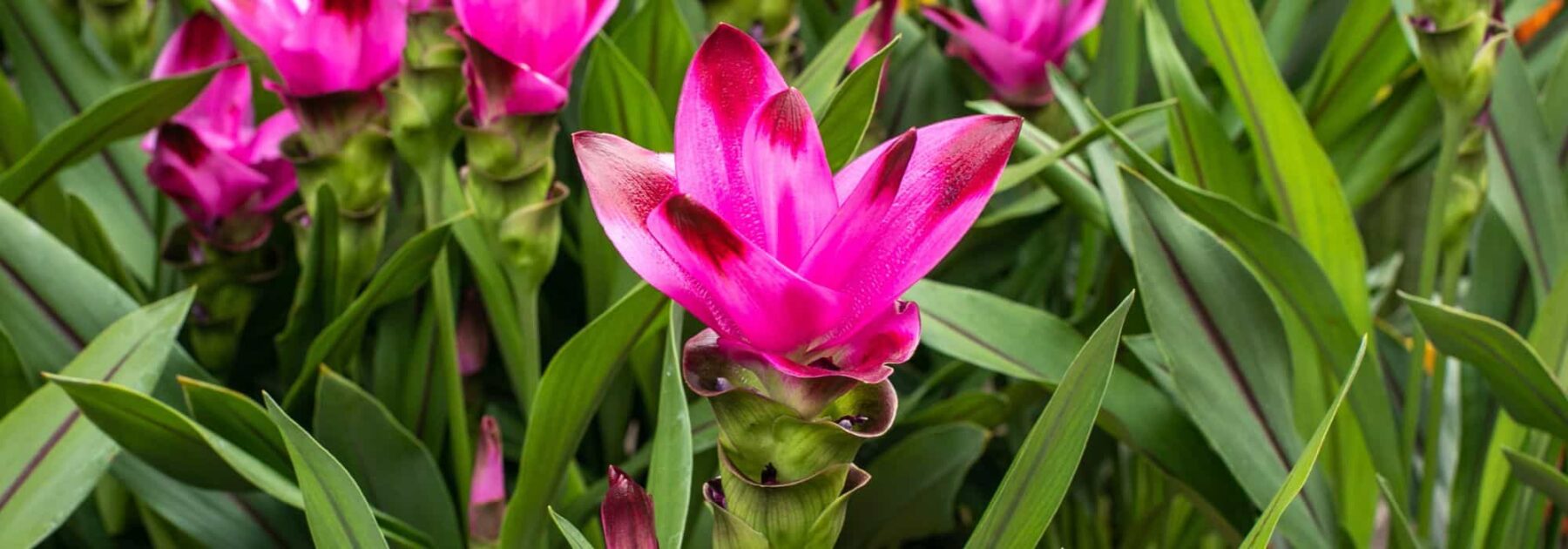 Cultiver le curcuma en pot : tous nos conseils