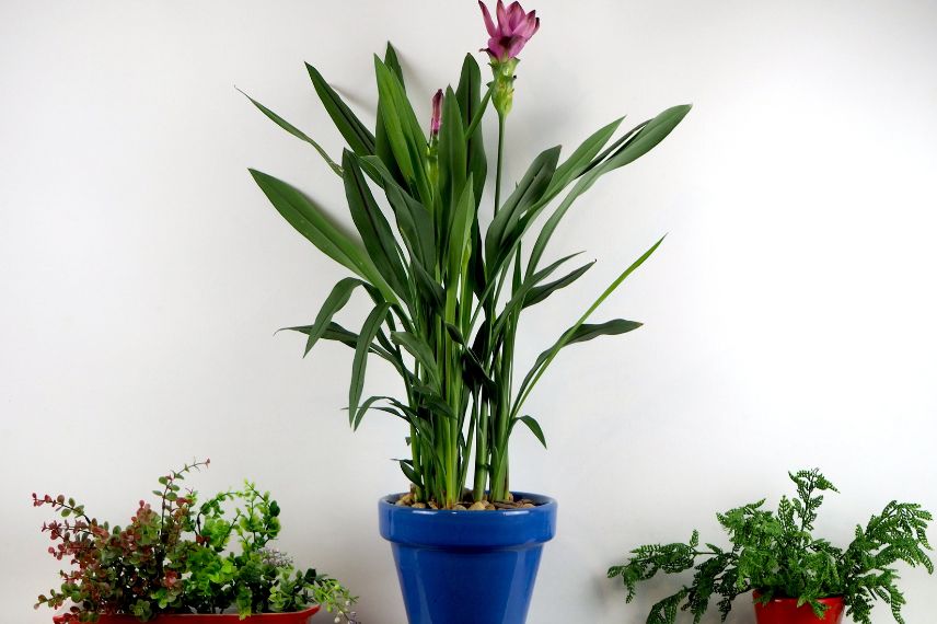 culture du curcuma en pot