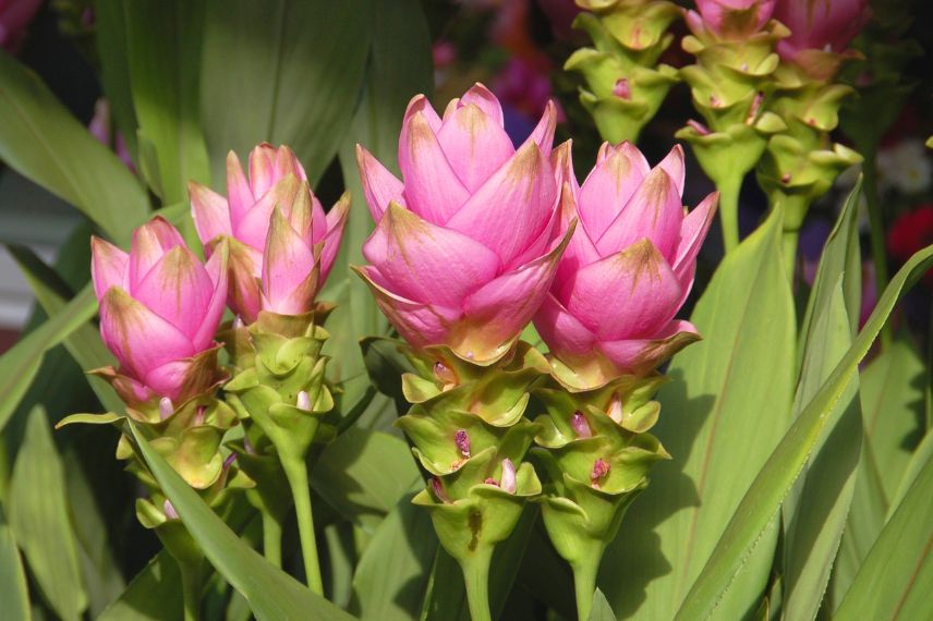 Curcuma alismatifolia 'Pink'