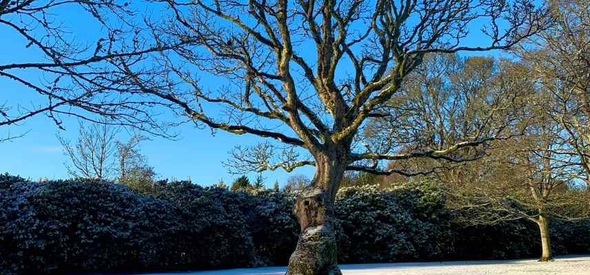 jardin en hiver arbres caducite