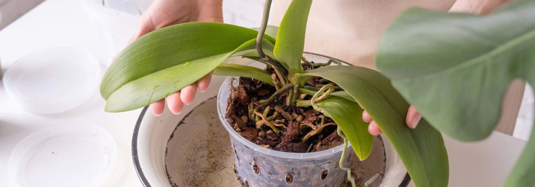 L'entretien des orchidées Phalaenopsis au fil des saisons