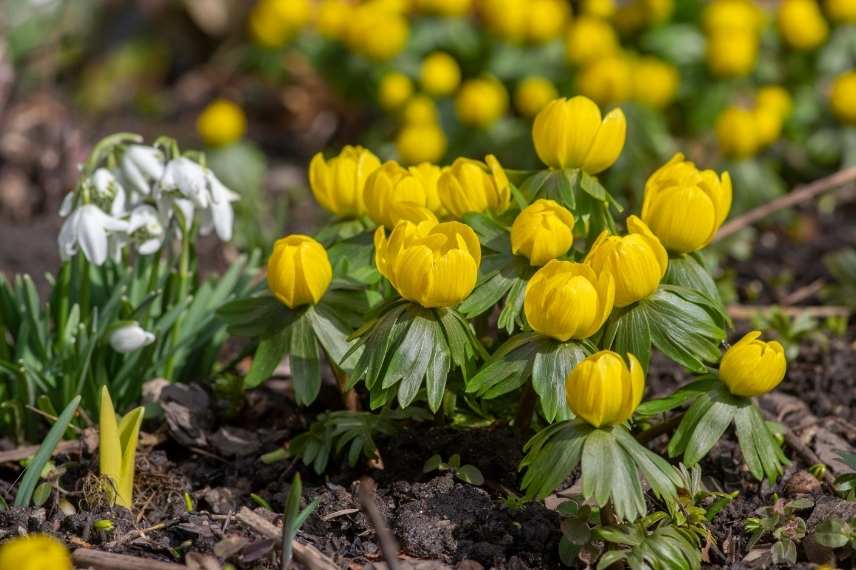 bulbes printaniers fleurs jaunes