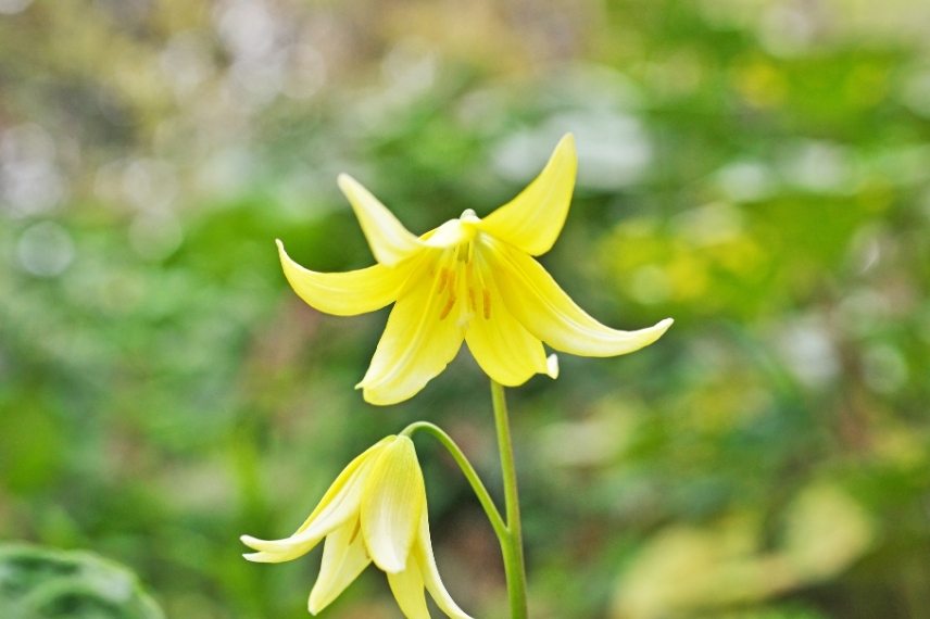 bulbes printemps fleurs jaunes