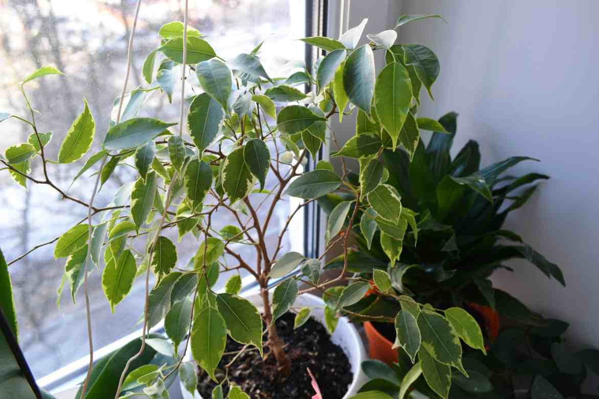 quel emplacement pour un ficus