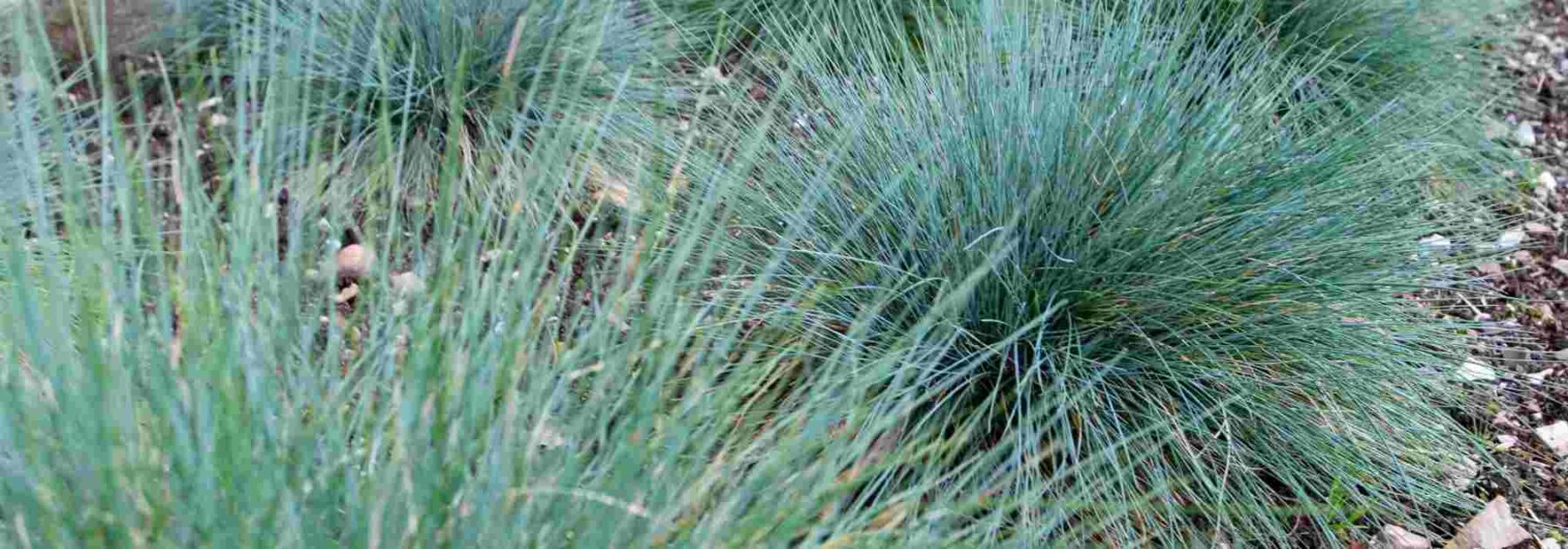 Quelles graminées planter dans un petit jardin ?