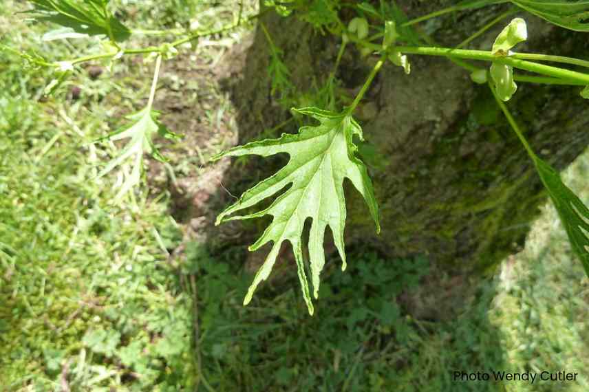 glutinous alder Imperialis