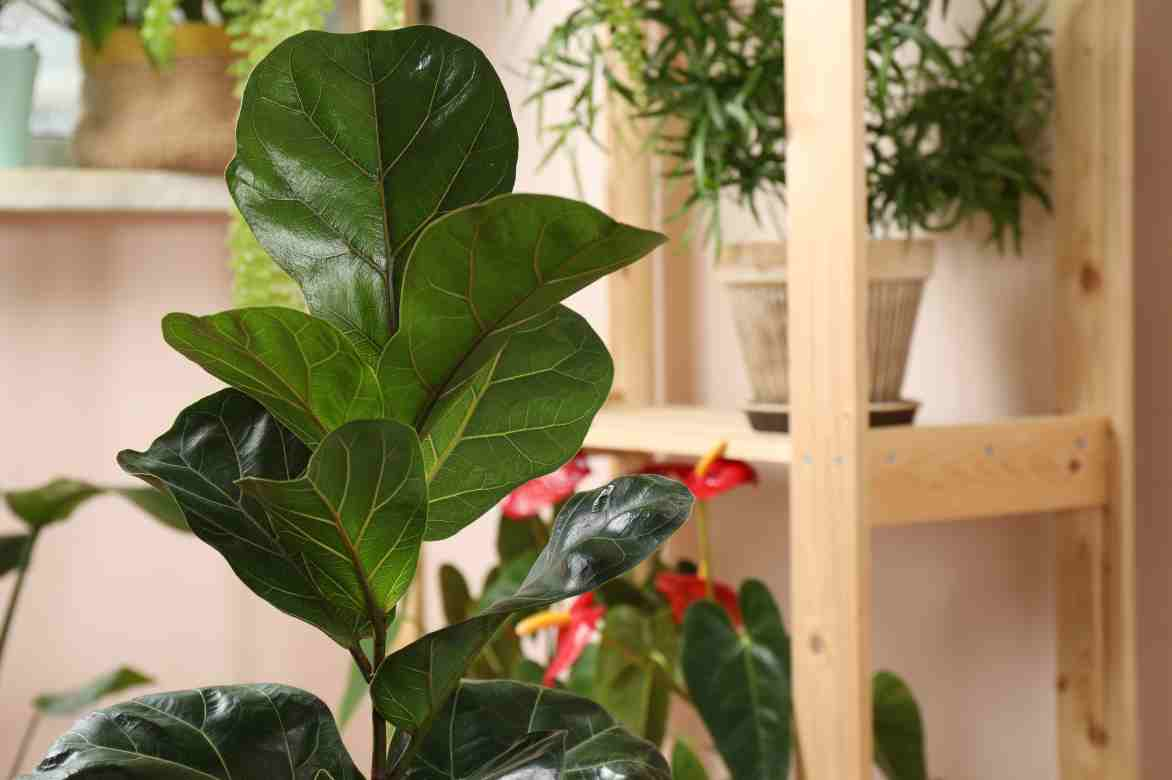 Ficus pour quelle deco