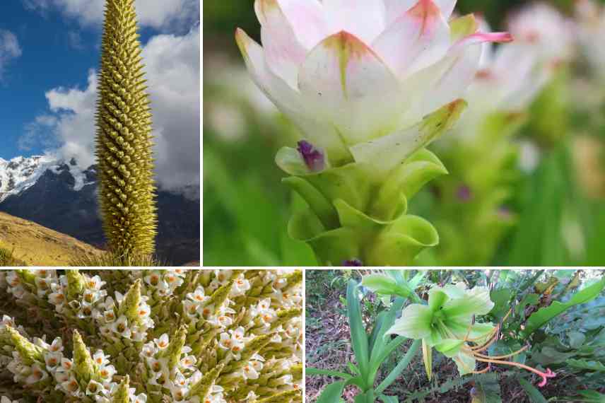 plantes vivaces a fleurs vertes