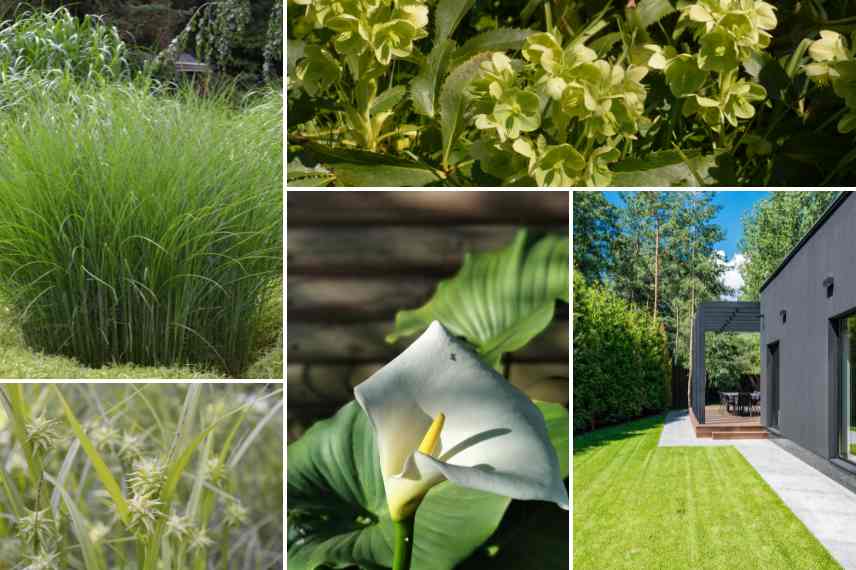 green flowers garden ideas