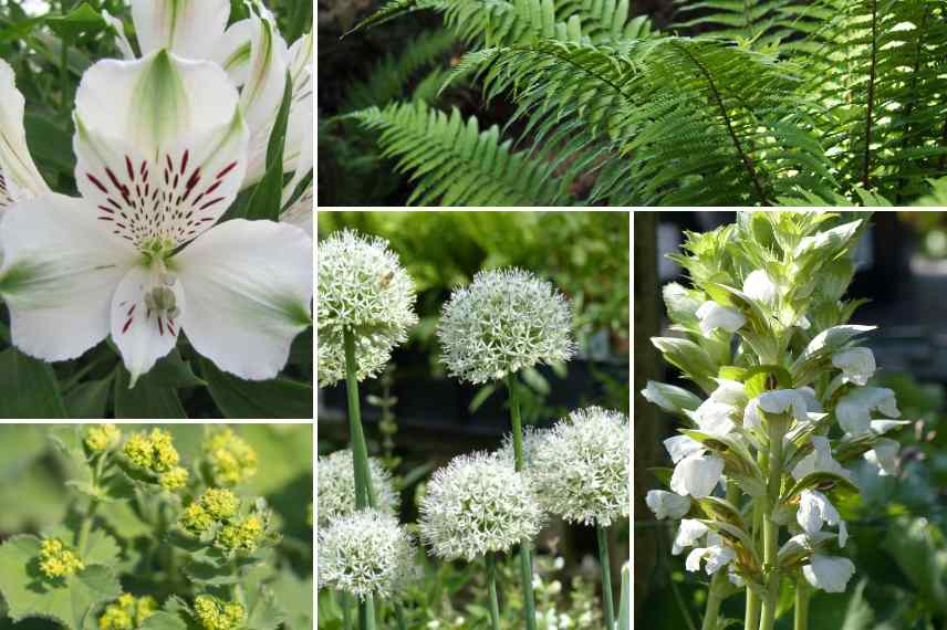 green flowers and white garden