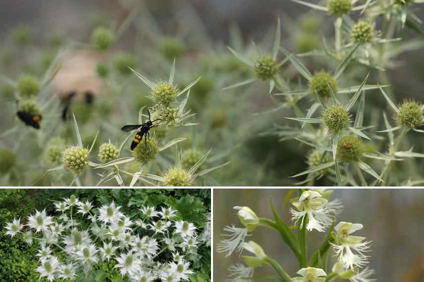 vivaces fleurs vertes 