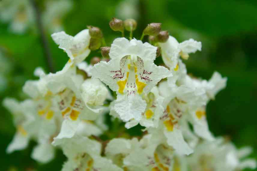 avantages du Catalpa