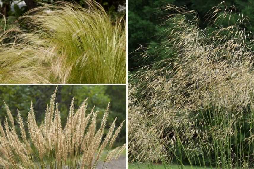 divers floraisons de stipa