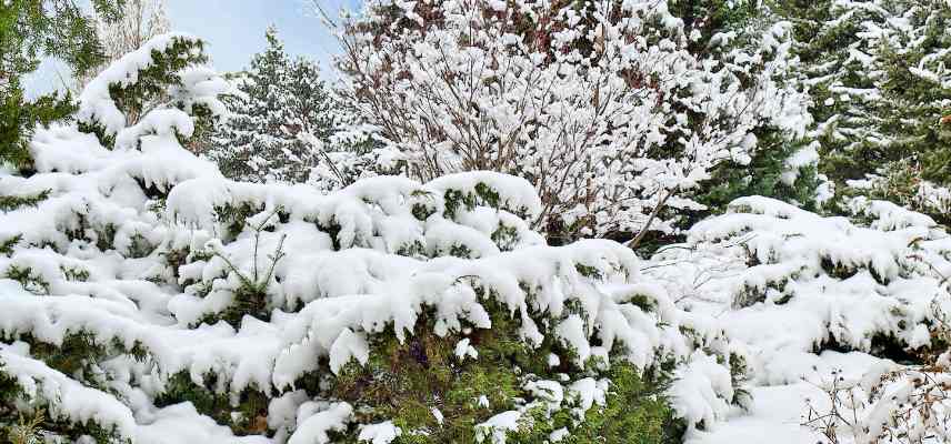 effets gel neige froid jardin