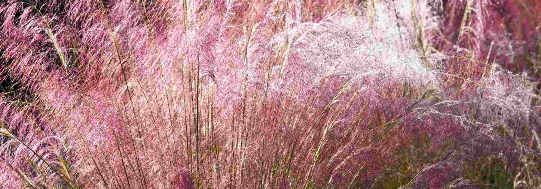 Quelles graminées dans un sol calcaire ?