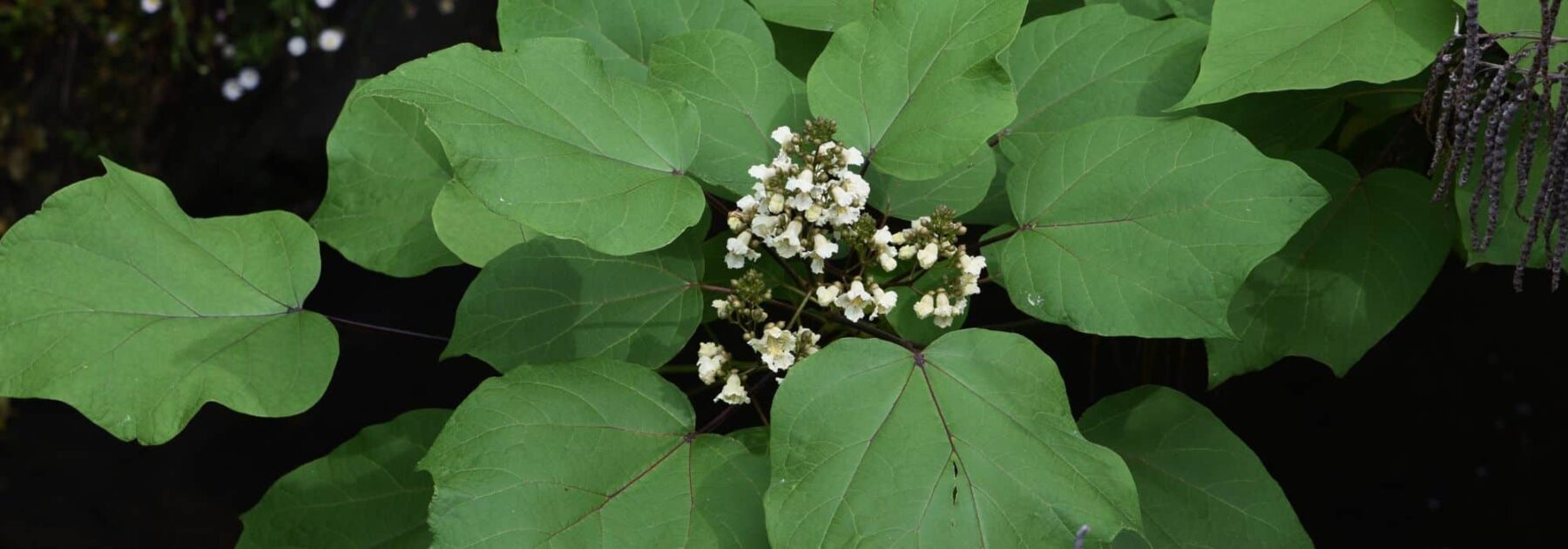 Planter et cultiver un catalpa en pot