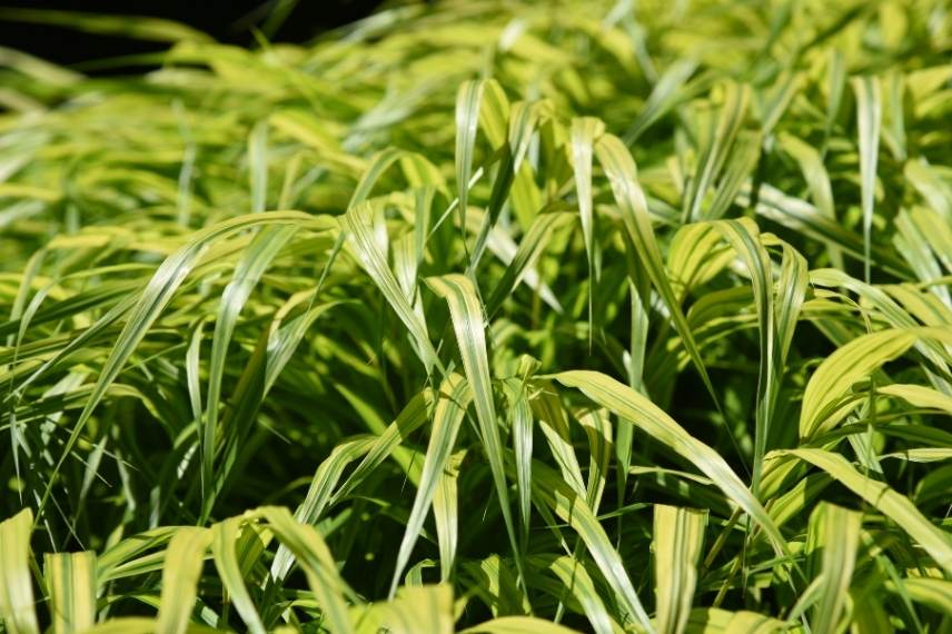 grasses for acidic soil