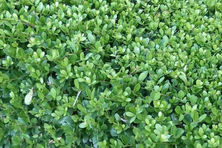 green foliage of crenate holly