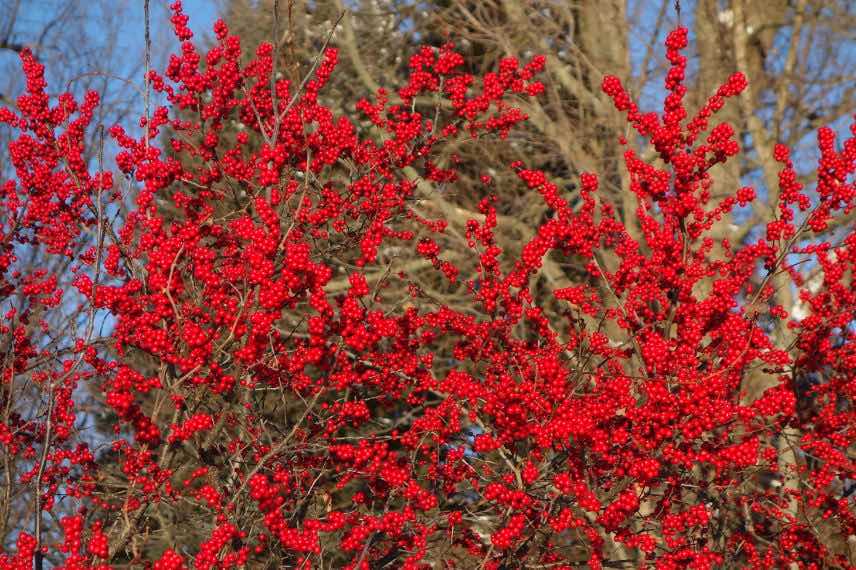 bright red berries of whorled holly