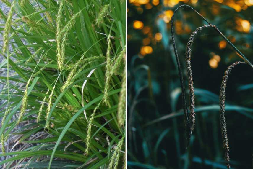 grasses in acidic soil